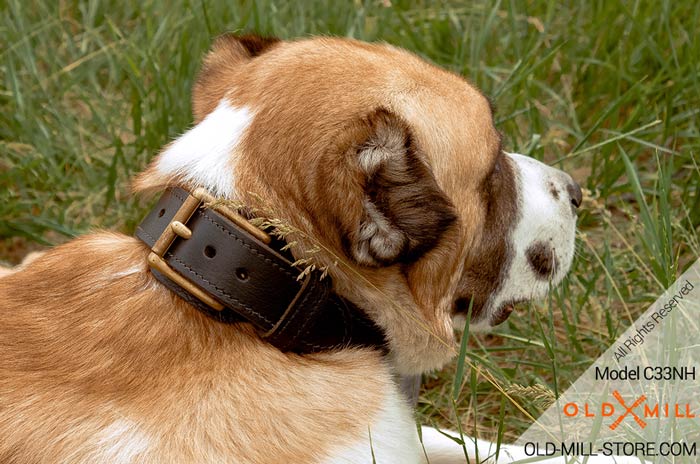 Extra Strong 2-ply Leather Collar for Central Asian Shepherd