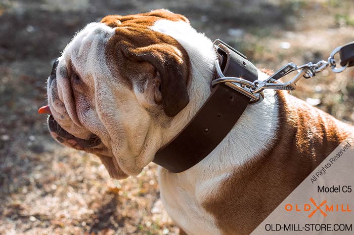 English Bulldog Collar with D-Ring for Leash Attachment