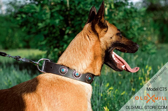 Belgian Malinois Collar with Silver Circles and Blue Stones