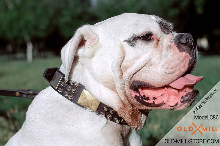 American Bulldog Collar with Massive Brass Plates, Spikes and Cones