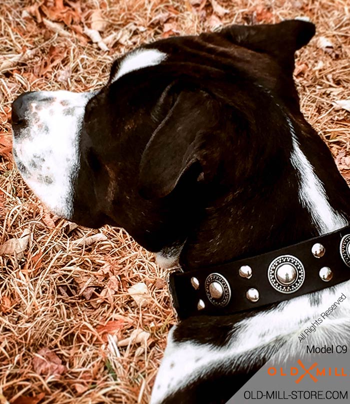 Fillmore loves his collar! Cool Leather Dog Collar with Nickel Decoration