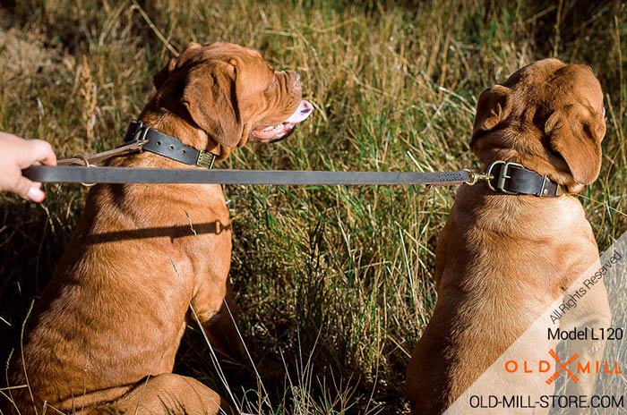 Two French Mastiffs walking on Multimode Leather Dog leash 