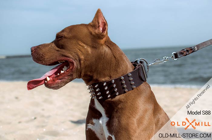 2 2/5 inch Wide Leather Spiked Pitbull Collar