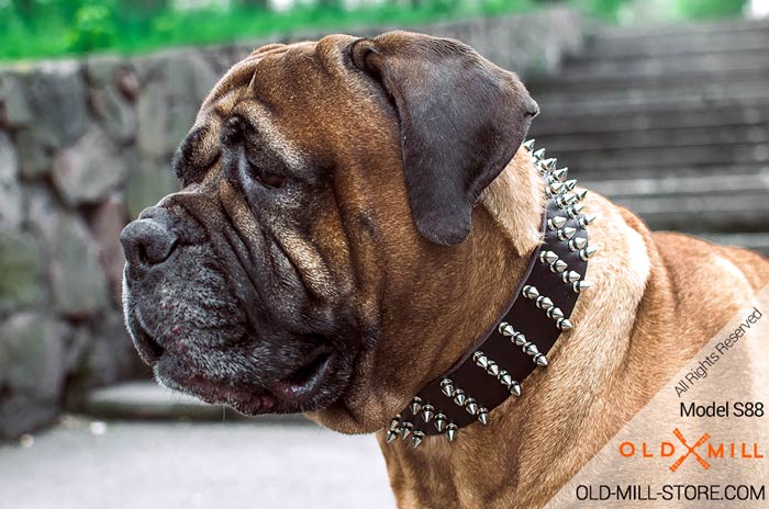 Extra Wide Leather Spiked Bullmastiff Collar