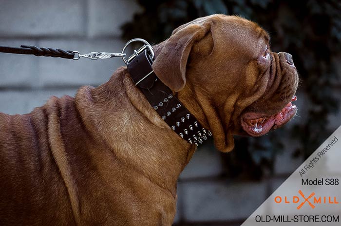 French Mastiff Leather Collar with Spikes