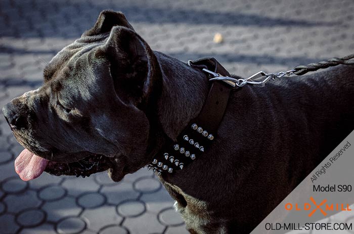 2 2/5 inch Leather Cane Corso Collar with Studs and Spikes