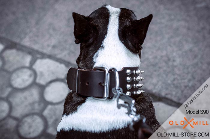 Buckle Collar Bull Terrier with D-ring for Leash attachment