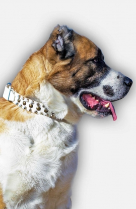 White Leather Dog Collar with 3 Rows of Pyramids and Studs