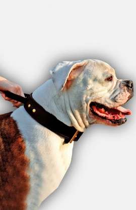 Durable Leather American Bulldog Collar with Handle