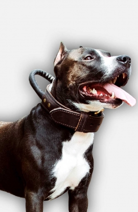 Agitation training Amstaff collar made of double leather