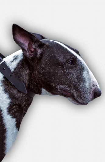 Elegant Leather Bull Terrier Collar