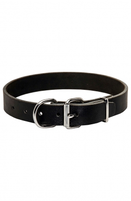 English Bull Terrier Collar without Decorations