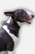 English Bull Terrier Collar without Decorations