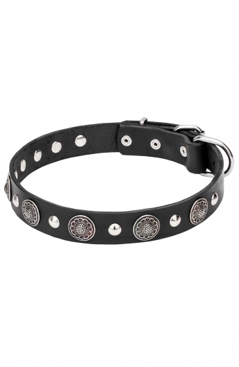 Leather Studded Dog Collar Decorated with Round Like-silver Plates with Antique Ornament Catalog   Products