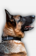 German Shepherd Collar without Decorations