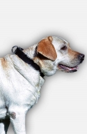 Multipurpose Leather Labrador Collar