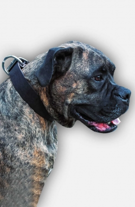 Daily Leather Boxer Collar