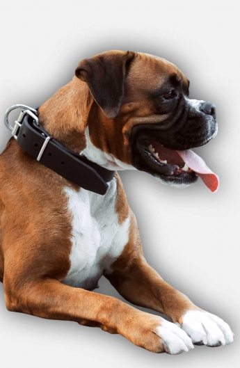 1.5 inch Wide Classic Dog Collar for Boxer