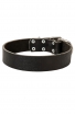 1.5 inch Wide Simple Design Wide Leather Collar for Bull Terrier