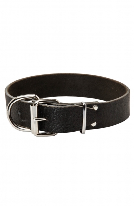 1.5 inch Wide Simple Design Wide Leather Collar for Bull Terrier