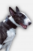 1.5 inch Wide Simple Design Wide Leather Collar for Bull Terrier