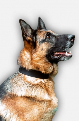 Strong 1 1/2 inch Wide German Shepherd Collar