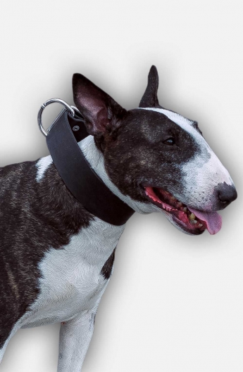 Extra Wide Leather Bull Terrier Collar for Everyday Walking and Basic Training