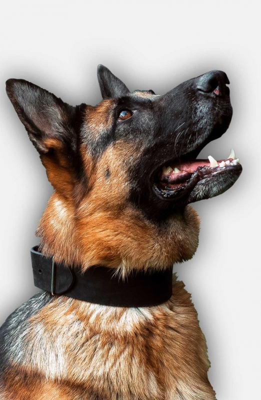 Buy 2 inch wide Leather German Shepherd Collar