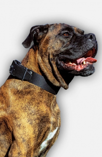 boxer dog collar