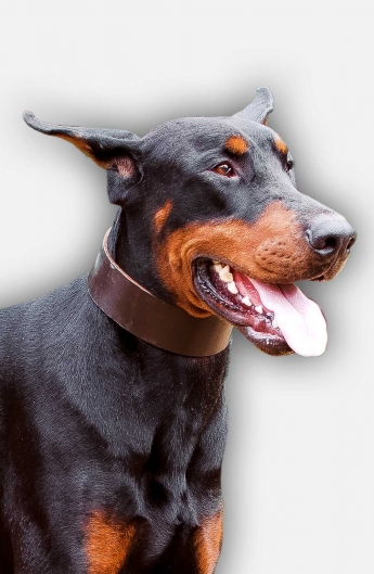 Wide Walking Leather Doberman Collar