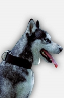 2 inch Wide Leather Siberian Husky Collar