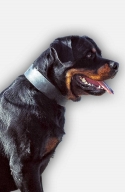 2 inch Wide Leather Rottweiler Collar