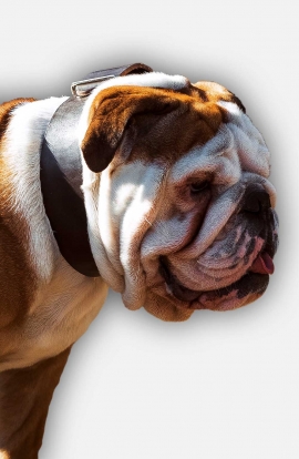 2 inch Wide Leather English Bulldog Collar