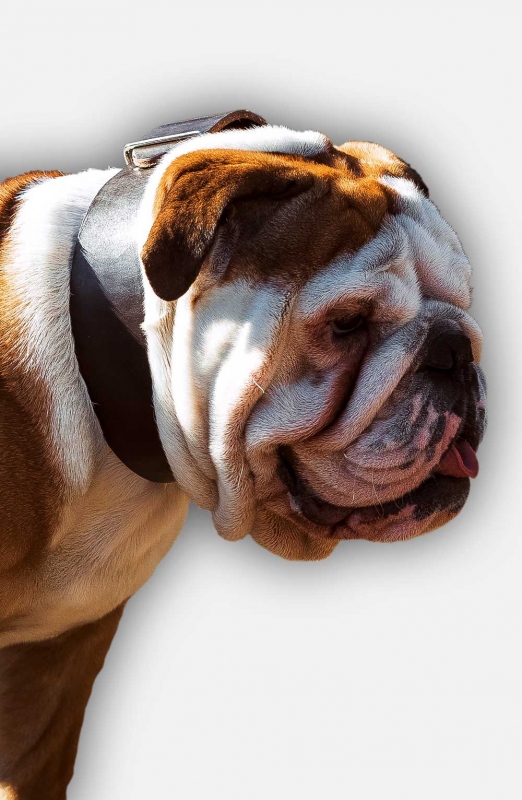 English bulldog collar size on sale