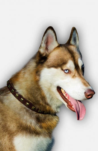 Exclusive Design Leather Siberian Husky Collar with 1 Row Brass Studs