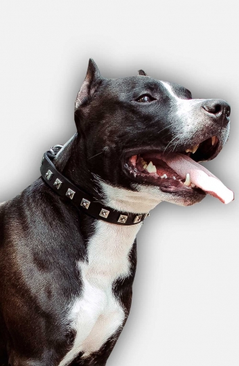 1 inch wide Leather Amstaff Collar with 1 Row Nickel Studs