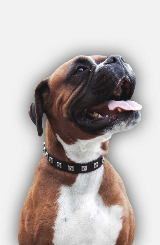 Buy 1 inch wide Leather Boxer Collar with Nickel Studs!