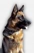 Cool Leather German Shepherd Collar with 1 Row Nickel Studs