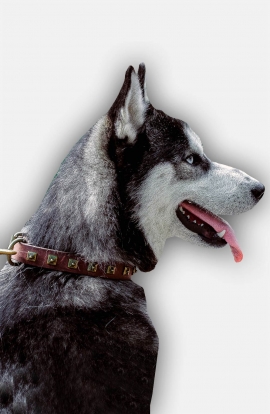 Siberian Husky Dog Collar with Nickel Plated Studs