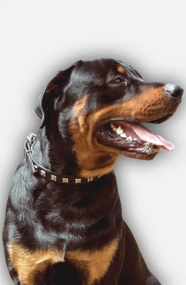 Rottweiler Leather Collar with Hand Set Nickel Studs