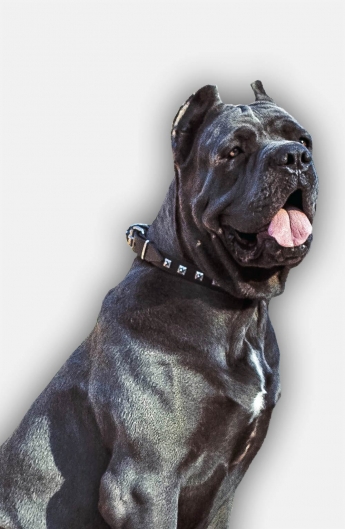 Leather Cane Corso Collar 1 inch Wide with 1 Row of Nickel Studs