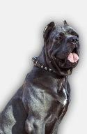 Leather Cane Corso Collar with 1 Row of Nickel Studs - 1 inch Wide