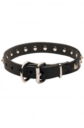 American Bulldog Collar with 1 Row Nickel Studs