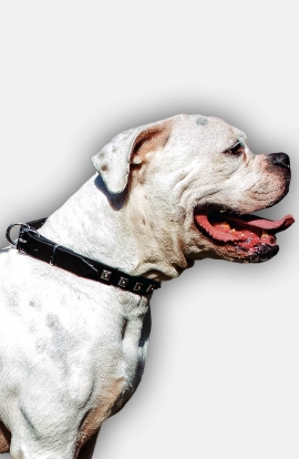 American Bulldog Collar with 1 Row Nickel Studs