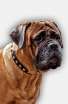 Cool Leather Bullmastiff Collar Decorated with Square Studs