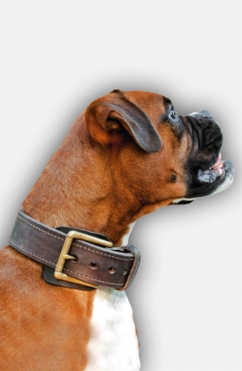 2ply Leather Boxer Collar with Fur Protection Plate