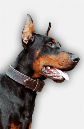 Handcrafted 2 Ply Leather Agitation Doberman Collar