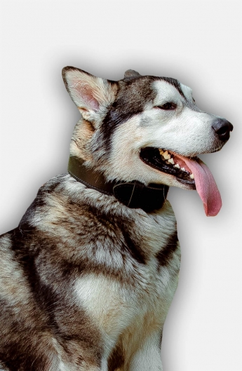 Get 2 ply Leather Husky Training Collar