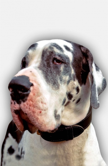 Great dane training collar sale