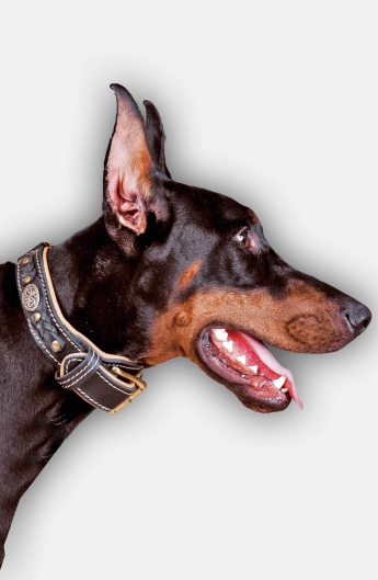 Doberman Padded Leather Dog Collar with Attractive Braids